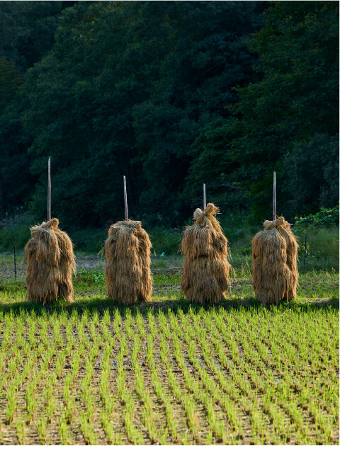 鬼首中川原地区の稲刈り後の田んぼ。ここで高橋正幸さんは「ゆきむすび」を育て、杭掛けという昔ながらのやり方で稲を乾燥させている