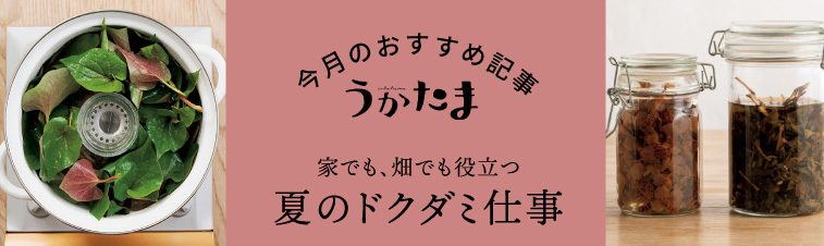 ドクダミ