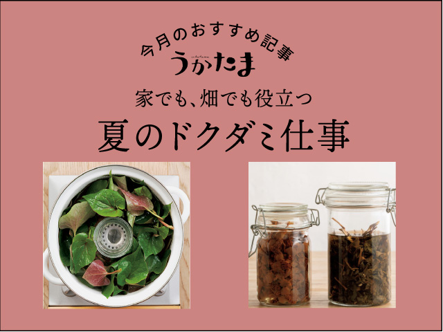 ドクダミ